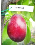 Prunus domestica Red Heart